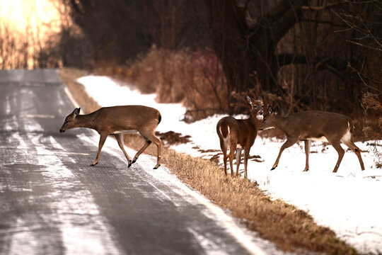 Winter scene of a herd of White-tailed deer crossing a paved road from the snow covered forest
