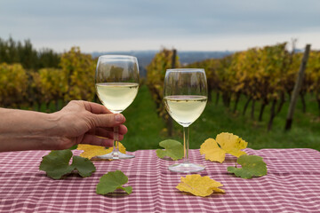 Two glasses with dry Riesling white wine from the Rheingau region in the background vineyards in Germany.