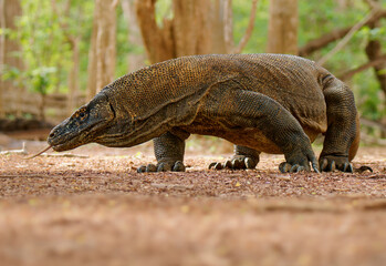 Komodo dragon Varanus komodoensis also Komodo monitor, large reptile of Varanidae endemic to the...