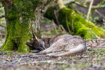 A grey kangaroo resting by a tree