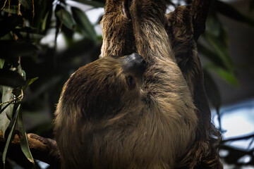 A sloth resting in a tree © edfitzgerald