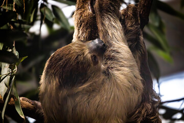A sloth resting in a tree © edfitzgerald