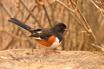 Colorful male Eastern Towhee bird sits perched on a tree stump