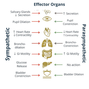 Infographic visually contrasts the physiological effects of the sympathetic and parasympathetic systems on various effector organs like eyes, heart, and lungs.