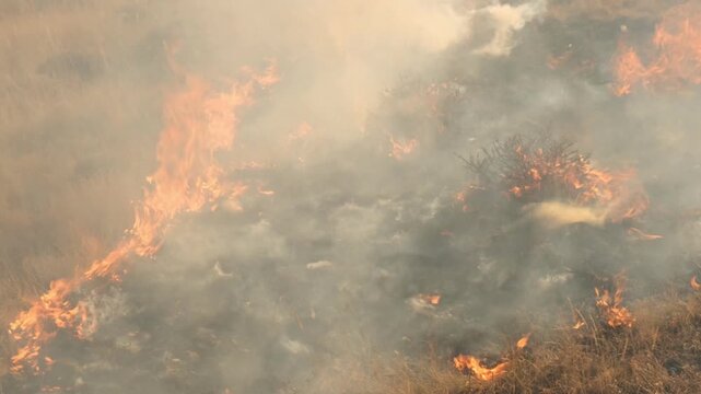 Flaming fire burns dry grass during a natural wildfire. Burning nature caused by human actions. Concept of wildfires causing ecological damage worldwide every year.