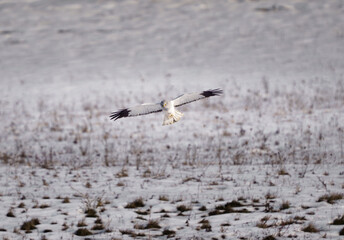 A male hen harrier bird of prey in flight, gliding low over a snow-covered field with dry grass during a cold winter day.