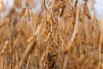 Fototapeta premium Soybeans reach maturity in a farm field as farmers prepare for harvest, with pods hanging on plants ready for collection