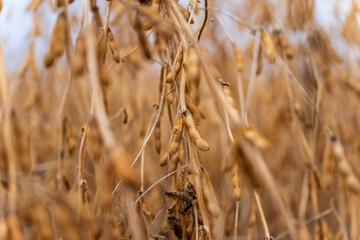 Fototapeta premium Soybeans grow in a field with brown pods ready for harvest as farmers prepare for the autumn season