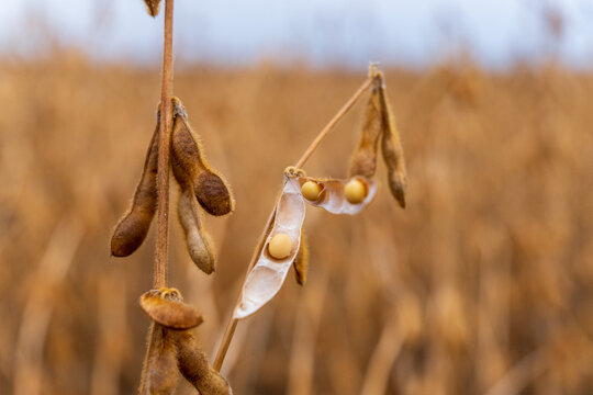 Soybeans are ready for harvest in a field. The plants show mature pods filled with beans under clear skies