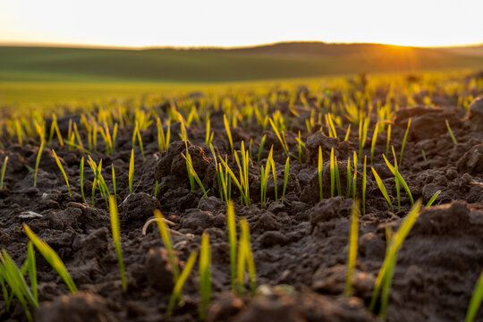 Wheat sprouts emerge from dark soil in a winter field as sunlight rises over rolling hills