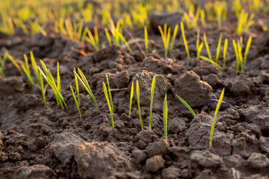 Wheat sprouts emerge from the brown soil in a winter field during the early morning. The grass grows in small patches