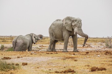 Fototapeta premium Elephants in the Etosha National Park in Namibia