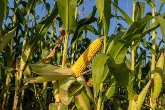 Tall green corn plants show a yellow ear of corn ready for harvest under clear blue skies during the growing season