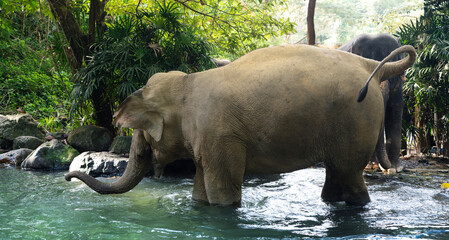 Elephants in the tropical jungle. The elephant enters the river, side view.