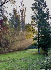 Sunlight streaming through tall trees in a green park or forest clearing. Natural landscape with sunbeams, grass and foliage, peaceful outdoor scenery for nature and seasonal concepts.
