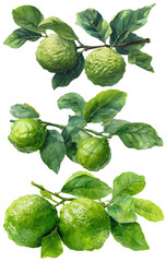Bergamot on a transparent background.