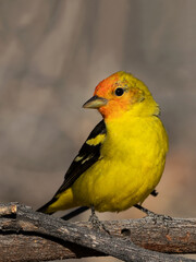 Fototapeta premium A male western tanager looking for a female in the desert of Borrego Springs, California