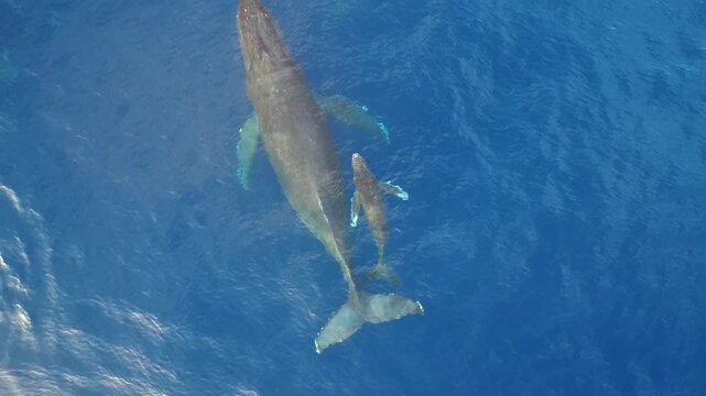 Aerial drone footage of a mom and baby humpback whale swimming and breathing from above