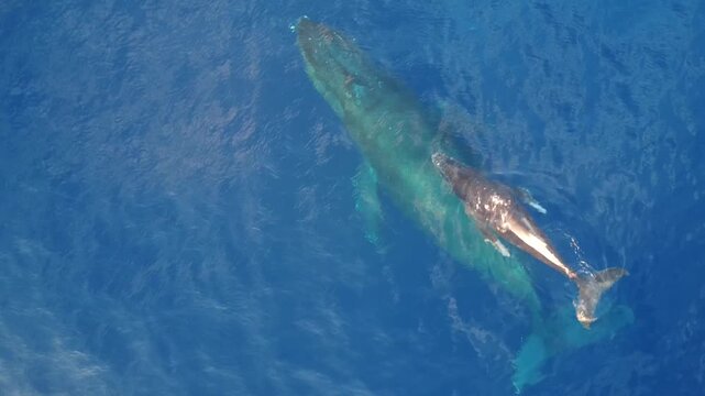Aerial drone video of mama and baby humpback whale swimming very close to each other in crystal clear blue tropical water