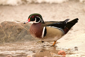 Colorful mlae Wood duck in breeding plumage standing at water's edge