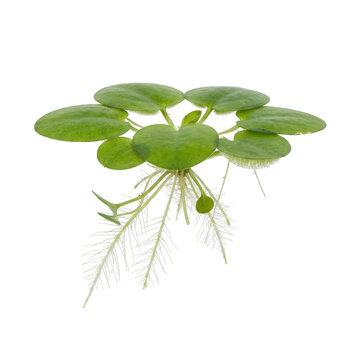 Amazon frogbit floating aquatic plant with round green leaves and long feathery roots, thriving on freshwater surfaces such as ponds and wetlands, providing habitat and natural water filtration.