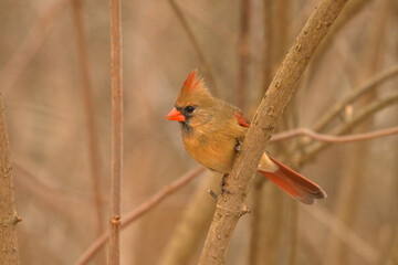 Autumn scene of a female Cardinal bird perch on a twig at the edge of a forest