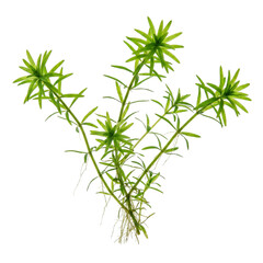 Obraz premium The stargrass aquatic plant with bright green star-shaped leaf whorls, branching stems, and visible roots, a freshwater species common in ponds, lakes, and slow-moving waters.