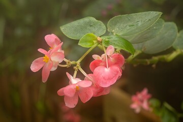 pink magnolia flowers
