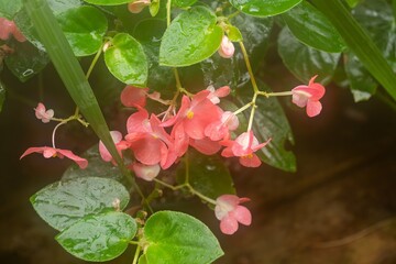 pink hydrangea flower