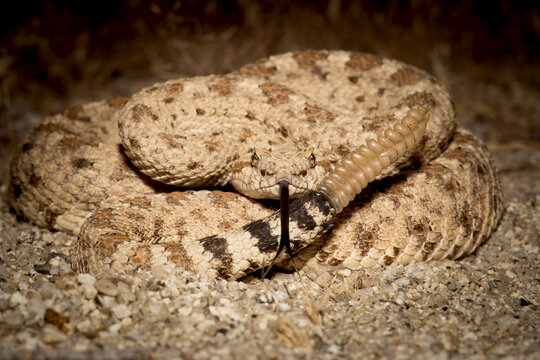 Sidewinder photographied at night in the Borrego Springs desert. California