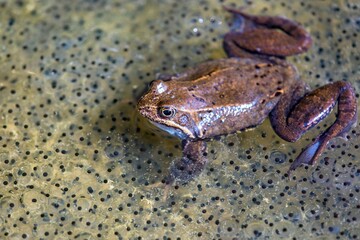 European Common brown Frog Rana temporaria with eggs