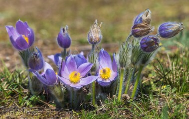 Pasqueflowers pulsatilla grandis greater pasqueflower