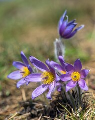 Pasqueflowers pulsatilla grandis greater pasqueflower