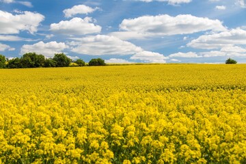 Rapeseed, canola or colza field in Latin Brassica Napus