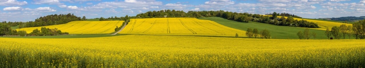 Rapeseed, canola or colza field in Latin Brassica Napus
