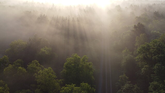 foggy mornig forest droneshot 