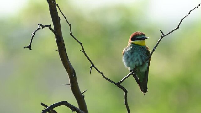 European bee-eater Merops apiaster. The bird sits on a branch. Close up. Slow motion. Close up.