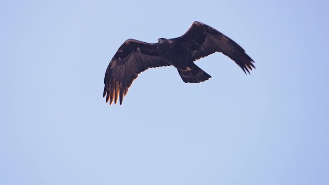 Close up of a Golden Eagle flapping its wings in slow motion in Utah.