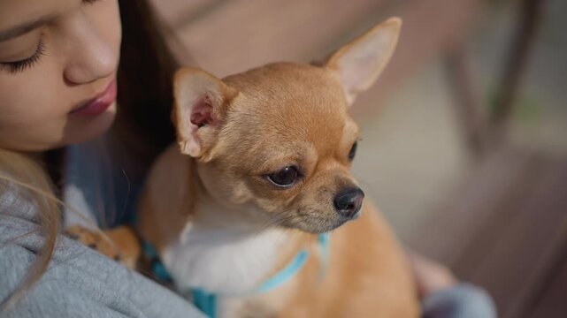 youth cuddling dog, young person cuddling small dog outdoors, teenager sitting calmly in park cuddling her small chihuahua, young girl gently embraces her tiny dog while relaxing on park bench