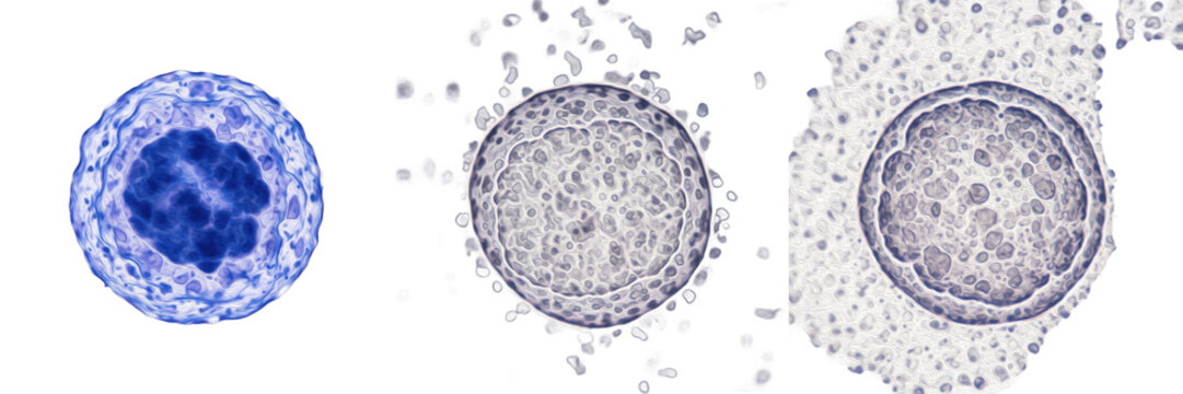 Cell Nucleolus (Nucleolus Organelle) Ribosome Biogenesis Site Inside Nucleus Showing rRNA Synthesis and Ribosomal Subunit Assembly, Eukaryotic Cell Structure Isolated on White Background