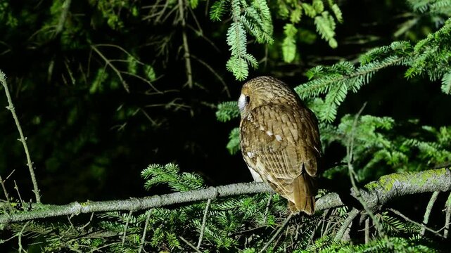 A tawny owl Strix aluco perched on a spruce branch suddenly launches into flight. This dynamic wildlife scene captures the bird.