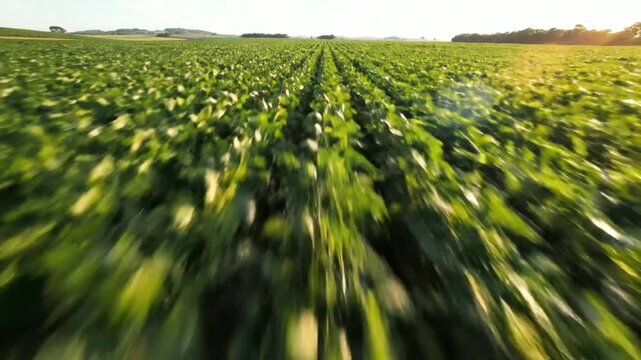Drone perspective of vast green soybean field under bright blue sky during daytime sunlight providing idyllic agrarian landscape