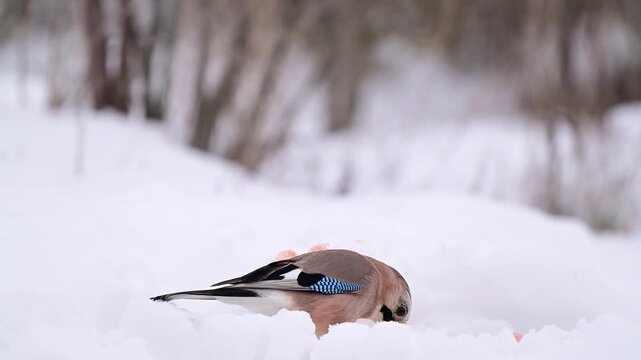 Colorful Eurasian Jay Garrulus glandarius feeding on the winter forest floor. Slow Motion