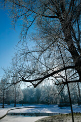 Fototapeta premium Bare willow tree silhouette with frozen pond and ducks in winter park. Frosted landscape with waterfowl for seasonal nature and wildlife concepts.