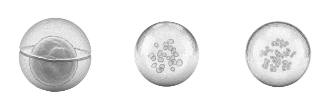Cell Golgi Vesicle (Transport Vesicle, Secretory Vesicle) Membrane Bound Carrier for Protein and Lipid Transport from Golgi Apparatus to Cellular Destinations in Eukaryotic Cells Isolated on White Bac
