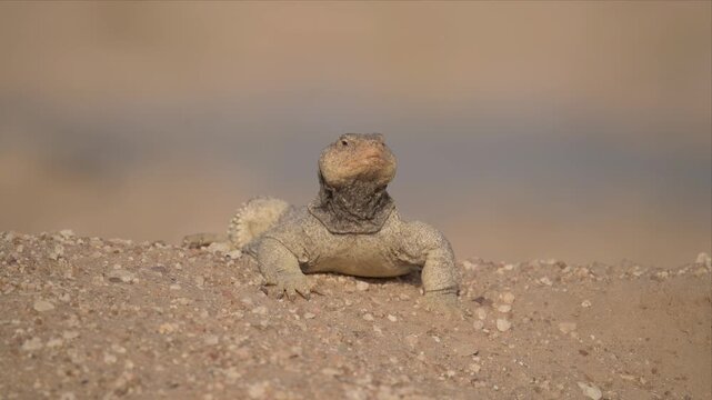 video of a Spiny-Tailed Lizard in its natural desert habitat,Lizard is laying on the ground in the desert. The lizard is brown and has a long tail