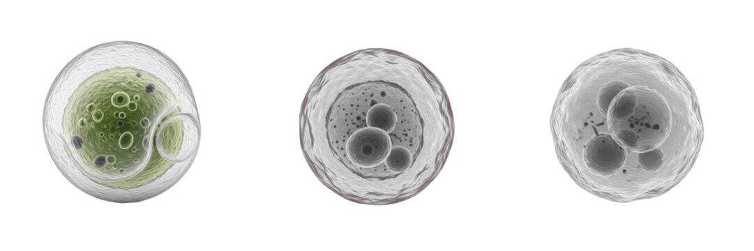 Cell Lysosome (Lysosoma) Membrane Bound Digestive Organelle Containing Hydrolytic Enzymes for Intracellular Digestion, Waste Recycling and Cellular Defense in Eukaryotic Cells Isolated on White Backgr