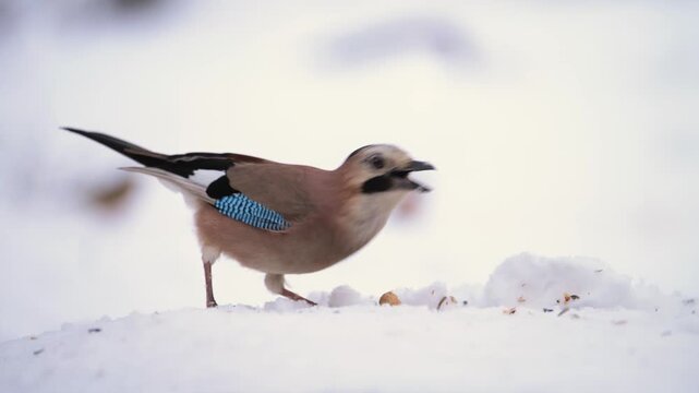 Colorful Eurasian Jay Garrulus glandarius feeding on the winter forest floor. The bird takes off. Slow Motion