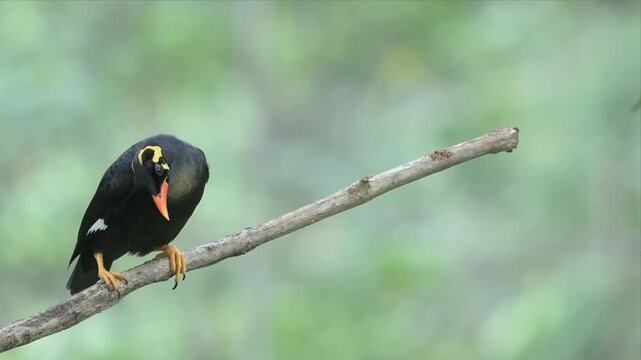 A hill Myna Bird with yellow beak is perched on a branch. The bird is looking to the left. Video of a hill myna