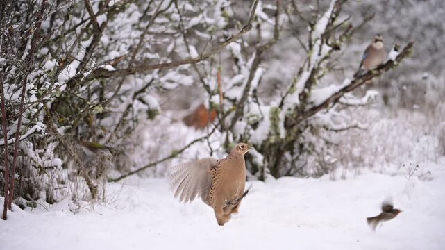 Slow motion close-up of a female Common Pheasant Phasianus colchicus scratching through snow for food in a winter. The bird suddenly flinches and becomes alert, reacting to the alarm calls of songbird